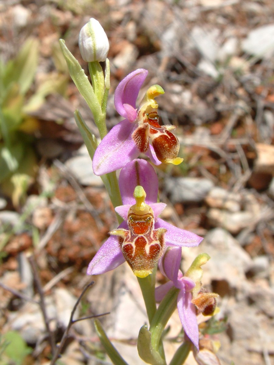 Ultime orchidee per quest''anno - Dalla Grecia con passione